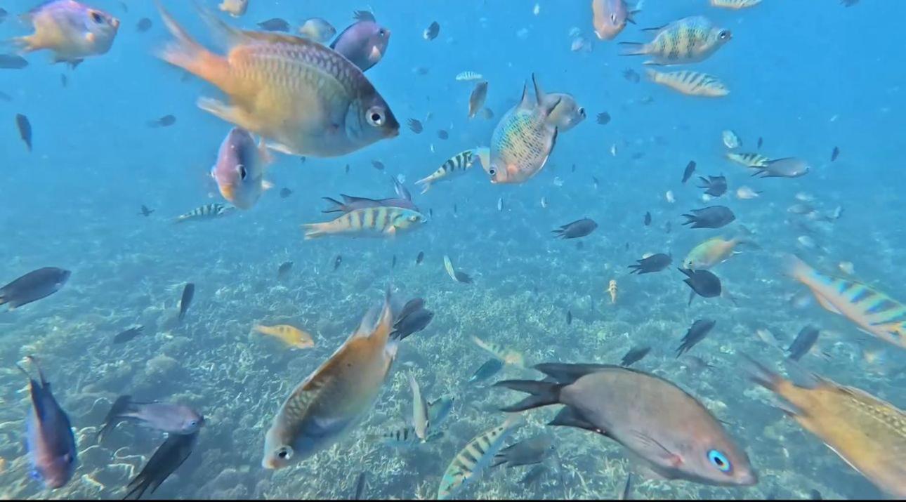 D'Flora Homestay Labuan Bajo Eksteriør billede